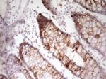 FIGF Antibody in Immunohistochemistry (Paraffin) (IHC (P))