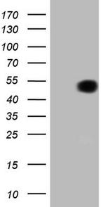 FIGF Antibody in Western Blot (WB)