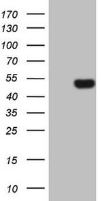 FIGF Antibody in Western Blot (WB)