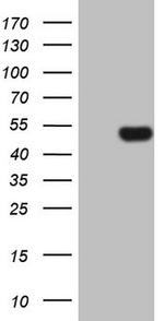 FIGF Antibody in Western Blot (WB)