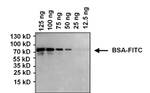 FITC Antibody in Western Blot (WB)