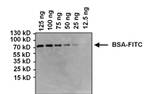 FITC Antibody in Western Blot (WB)