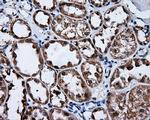 FKBP1A Antibody in Immunohistochemistry (Paraffin) (IHC (P))