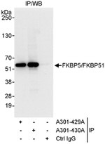 FKBP5/FKBP51 Antibody in Immunoprecipitation (IP)