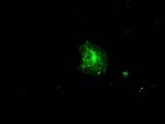 FKBP5 Antibody in Immunocytochemistry (ICC/IF)