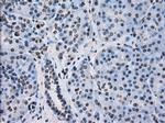 FKBP5 Antibody in Immunohistochemistry (Paraffin) (IHC (P))