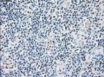 FKBP5 Antibody in Immunohistochemistry (Paraffin) (IHC (P))