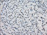 FKBP5 Antibody in Immunohistochemistry (Paraffin) (IHC (P))