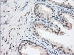 FKBP5 Antibody in Immunohistochemistry (Paraffin) (IHC (P))