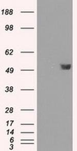 FKBP5 Antibody in Western Blot (WB)