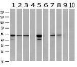 FKBP5 Antibody in Western Blot (WB)