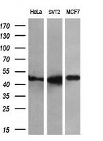 FKBP5 Antibody in Western Blot (WB)