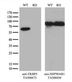 FKBP5 Antibody in Western Blot (WB)