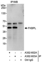 FKBPL Antibody in Immunoprecipitation (IP)