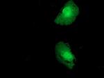 FKBPL Antibody in Immunocytochemistry (ICC/IF)