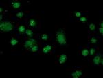 FKBPL Antibody in Immunocytochemistry (ICC/IF)