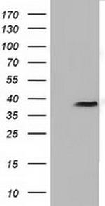 FKBPL Antibody in Western Blot (WB)