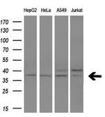 FKBPL Antibody in Western Blot (WB)