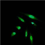 DYKDDDDK Tag Antibody in Immunocytochemistry (ICC/IF)