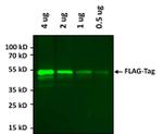 DYKDDDDK Tag Antibody in Western Blot (WB)