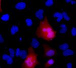 DYKDDDDK Tag Antibody in Immunocytochemistry (ICC/IF)