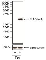 DYKDDDDK Tag Antibody in Western Blot (WB)