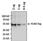 DYKDDDDK Tag Antibody in Western Blot (WB)