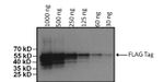 DYKDDDDK Tag Antibody in Western Blot (WB)