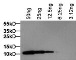 DYKDDDDK Tag Antibody in Western Blot (WB)