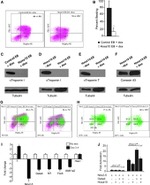 CD309 (FLK1) Antibody in Flow Cytometry (Flow)