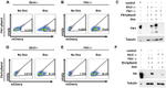 CD309 (FLK1) Antibody in Flow Cytometry (Flow)