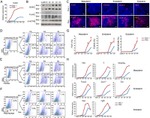 CD309 (FLK1) Antibody in Flow Cytometry (Flow)