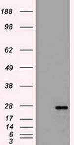 FLT3LG Antibody in Western Blot (WB)