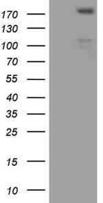 FLT4 Antibody in Western Blot (WB)