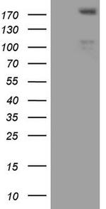 FLT4 Antibody in Western Blot (WB)