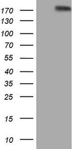 FLT4 Antibody in Western Blot (WB)