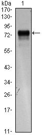 VEGF Receptor 3 Antibody in Western Blot (WB)