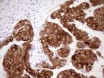 FMO3 Antibody in Immunohistochemistry (Paraffin) (IHC (P))