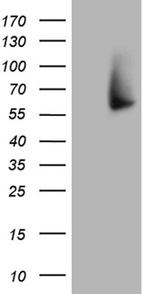 FMO3 Antibody in Western Blot (WB)