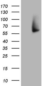 FMO3 Antibody in Western Blot (WB)