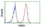 FMR1 Antibody in Flow Cytometry (Flow)