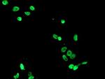 FMR1 Antibody in Immunocytochemistry (ICC/IF)