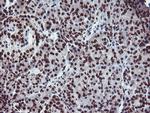 FMR1 Antibody in Immunohistochemistry (Paraffin) (IHC (P))