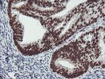 FMR1 Antibody in Immunohistochemistry (Paraffin) (IHC (P))