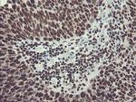 FMR1 Antibody in Immunohistochemistry (Paraffin) (IHC (P))