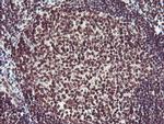 FMR1 Antibody in Immunohistochemistry (Paraffin) (IHC (P))