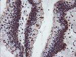 FMR1 Antibody in Immunohistochemistry (Paraffin) (IHC (P))