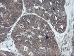 FMR1 Antibody in Immunohistochemistry (Paraffin) (IHC (P))