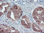 FMR1 Antibody in Immunohistochemistry (Paraffin) (IHC (P))