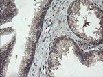 FMR1 Antibody in Immunohistochemistry (Paraffin) (IHC (P))